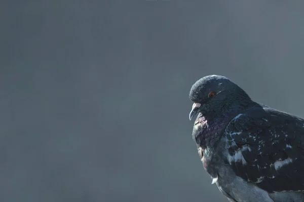 Gri Mavi Arka Planda Bir Güvercinin Yan Portresi — Stok fotoğraf