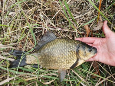 Bir adamın eli neredeyse ölü bir tatlı su balığını tutuyor, balıklar kirli sudan ölüyor, Carassius.