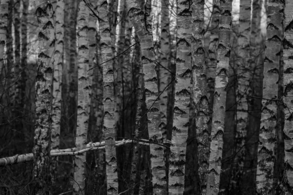 Березовий Ліс Увечері Берчвуд Таємничий Ліс Ніч Темному Лісі — стокове фото