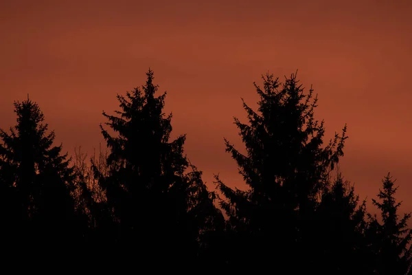 Röd Himmel Och Moln Ovanför Skogen Solig Morgon Dramatisk Röd — Stockfoto