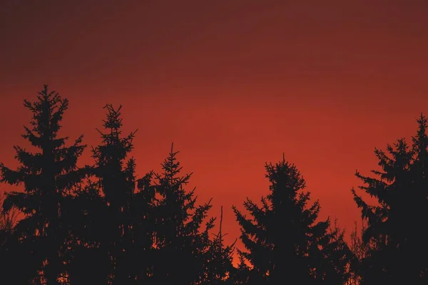 Червоне Небо Хмари Над Лісом Сонячний Ранок Драматичне Червоне Небо — стокове фото