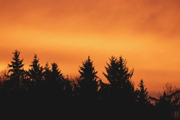 Vörös Felhők Erdő Felett Egy Napos Reggelen Drámai Vörös — Stock Fotó