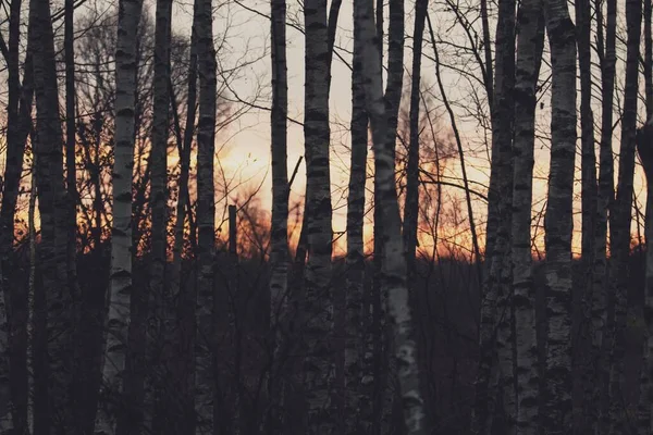 Akşamları huş ağacı ormanı. Birchwood 'da. Gizemli orman. Karanlık ormanda gece.. 
