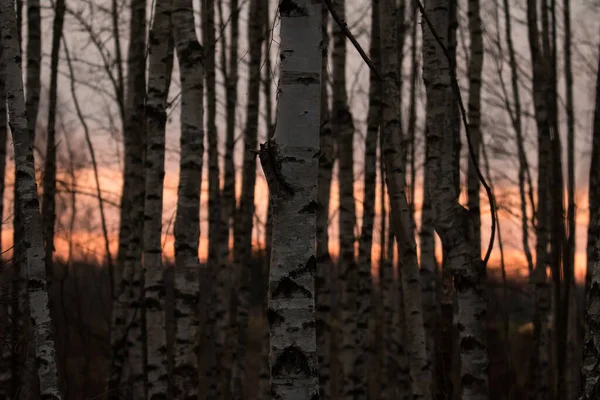 Birk Skov Aftenen Birchwood Mystisk Skov Nat Den Mørke Skov - Stock-foto