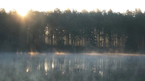 Kall Sommarmorgon Skogen Med Sjö Skogsreflektion Och Dimma Vattenytan — Stockfoto