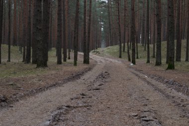 Kozalaklı orman, karanlık ormanın içinden geçen bir köy yolu.