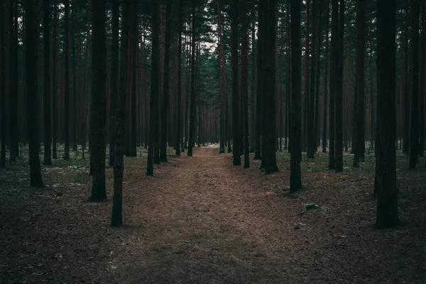 Conifer forest, a country road through the dark forest, vintage and cinematic look