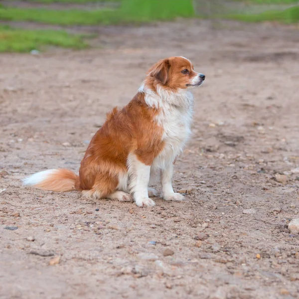 Kurnaz köpek yolda oturuyor ve sahibini arıyor.