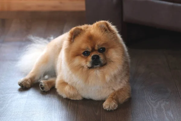 Pomeranian Spitz Köpek yakın plan portresi