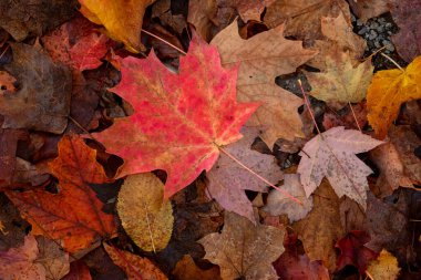 Kırmızı, turuncu ve sarı yapraklı sonbahar yaprakları