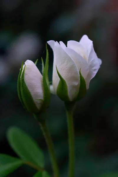 Weiße Rosenknospen Blühen Großaufnahme Mit Kopierraum — Stockfoto