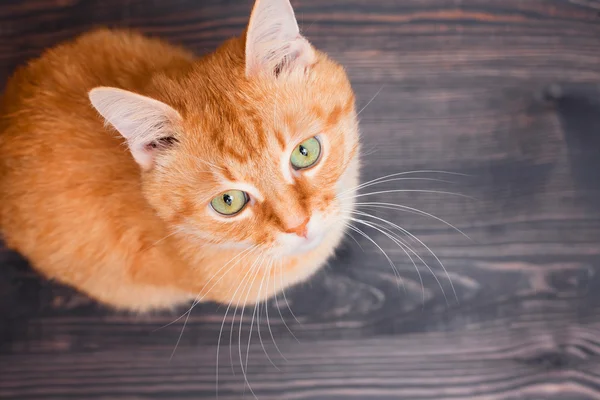 Gato olhando para cima sentado no fundo de madeira — Fotografia de Stock