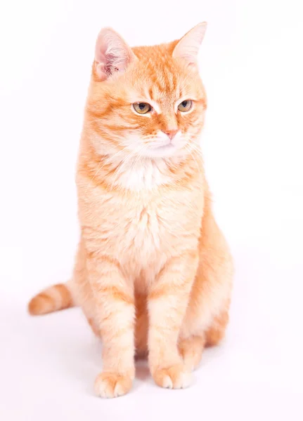 Beyaz bir arka plan üzerinde oturan kırmızı kedi — Stok fotoğraf