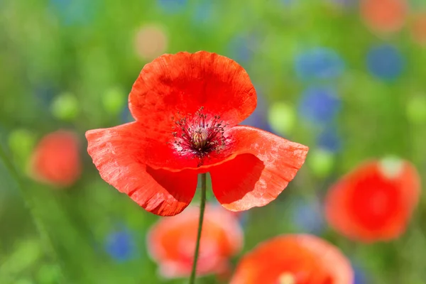 Knospen von rotem Mohn auf einem Feld — Stockfoto