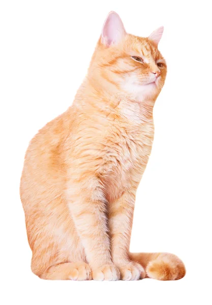 Güzel kırmızı ev kedisi — Stok fotoğraf