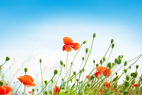 Landschaft mit blauem Himmel und roten Mohnblumen — Stockfoto