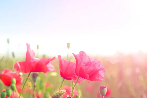 Sanfte Mohnblumen auf einem Feld — Stockfoto