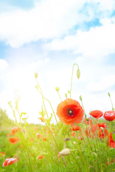 Sanfte Mohnblumen auf einem Feld — Stockfoto