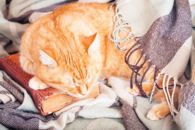 Üzerine bir kitap uyuyan sevimli zencefil kedi