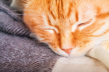 Şirin yetişkin uyku kırmızı kedi