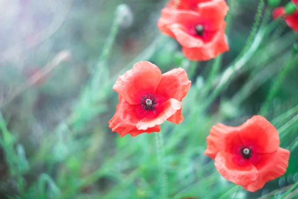 Delicate poppy flowers in the field — Stock Photo, Image