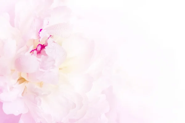 優しいピンクの牡丹の花のクローズ アップ — ストック写真