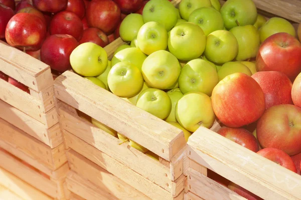 Houten kisten met rijpe rode appels — Stockfoto