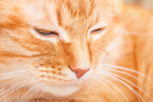 Söta vuxen sovande röd katt — Stockfoto