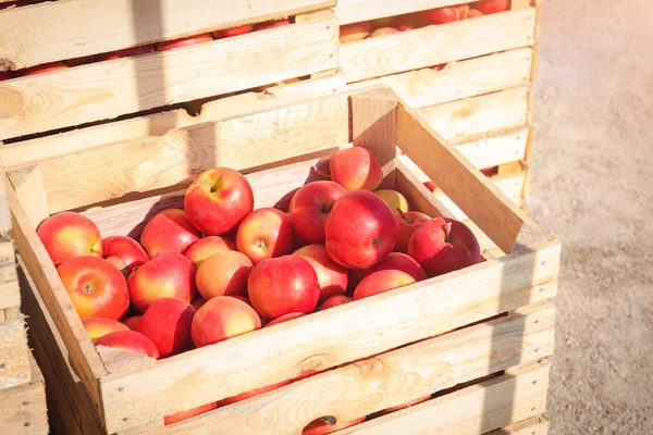 Varias cajas de madera con manzanas rojas — Foto de Stock