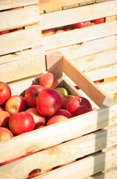 Verschillende houten kisten met rode appels — Stockfoto