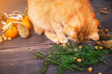 Çam dalları yakın katta oturan kedi.