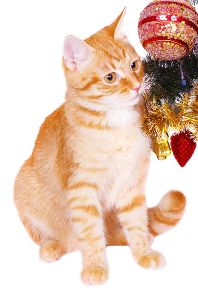 Gatto rosso vicino ai rami dell'albero di Natale — Foto Stock