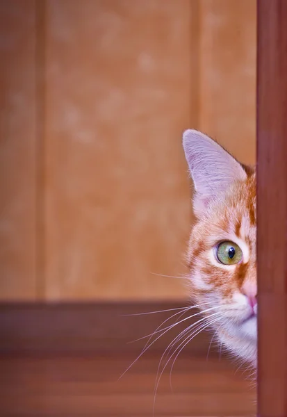 Cat peeking out from behind a corner — Stock Photo, Image