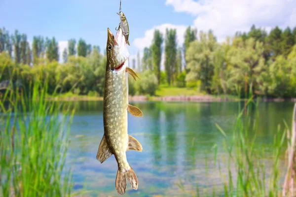 Pike fish on the background of river landscape — Stock Photo, Image