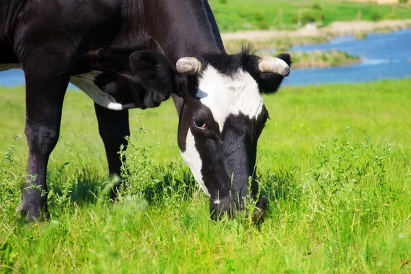 Vache noire mangeant de l'herbe sur une prairie — Photo