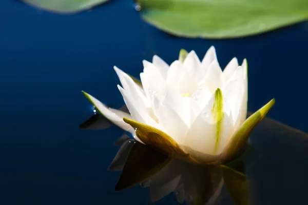 Blossoming lily in a pond — Stock Photo, Image