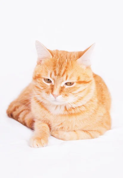 Kırmızı kedi beyaz bir arka plan üzerinde yalan — Stok fotoğraf