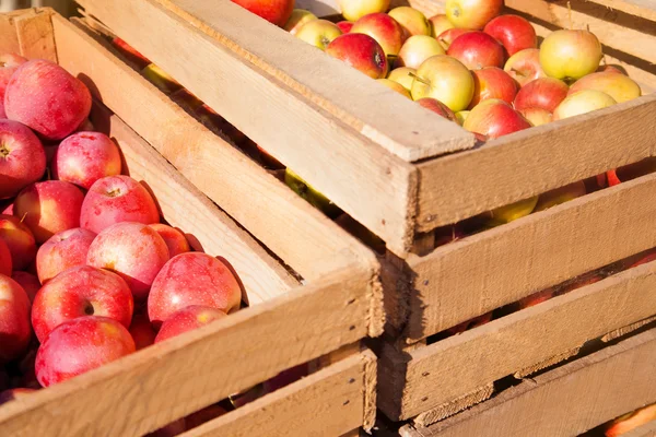 Cajas de madera con manzanas rojas maduras — Foto de Stock