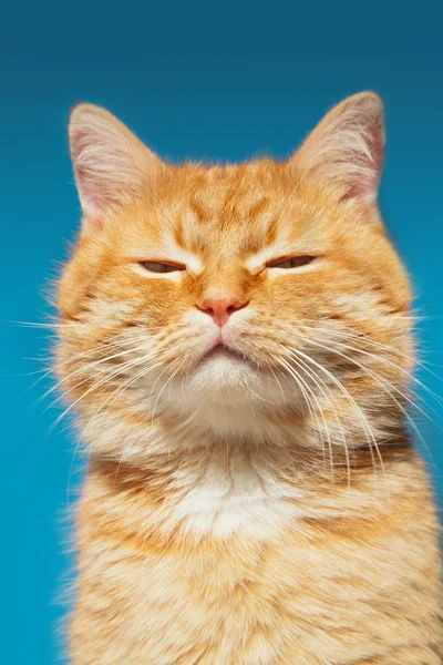 Czerwony kot na tle niebieskiego nieba — Zdjęcie stockowe