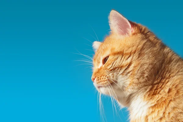 Gatto rosso su uno sfondo di cielo azzurro in profilo — Foto Stock