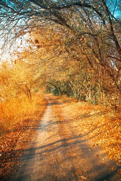 Bellissimo vicolo romantico in un parco con alberi colorati — Foto Stock