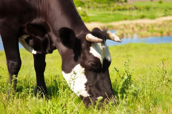 Mucca nera che mangia erba su un prato — Foto Stock