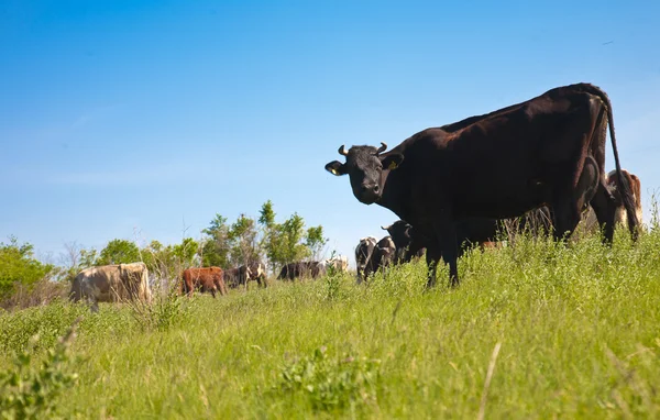 Mandria di mucche al pascolo su una collina — Foto Stock