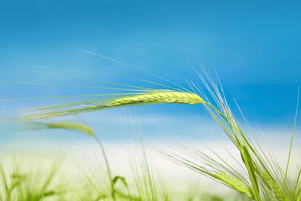 Orecchie verdi di grano contro il cielo blu — Foto Stock