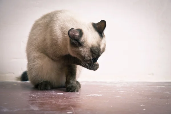 Порода тайских кошек моет ему морду. — стоковое фото