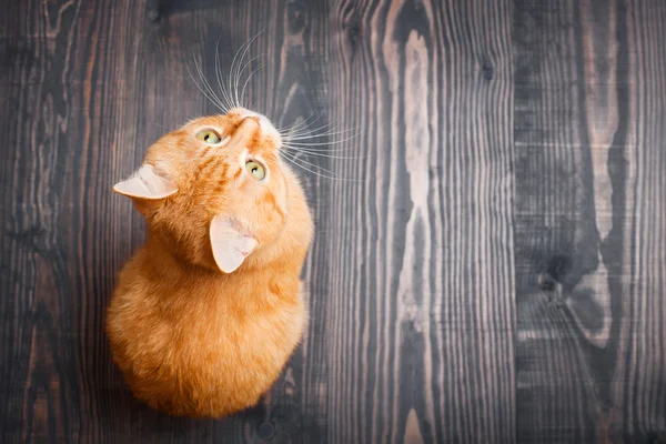 Gato sentado no chão de madeira — Fotografia de Stock