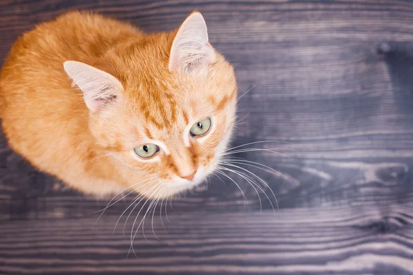 Kat zittend op de houten vloer — Stockfoto