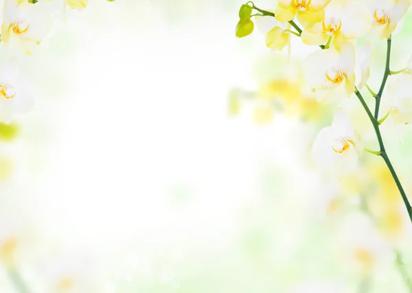 Fond délicat de fleurs d'orchidées jaunes — Photo