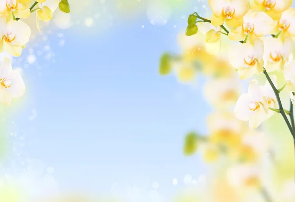 Delicate flower background of yellow orchids — Stock Photo, Image