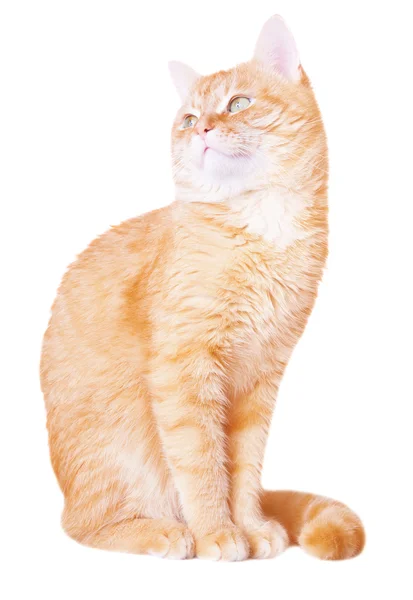 Gato vermelho atentamente olha para cima — Fotografia de Stock